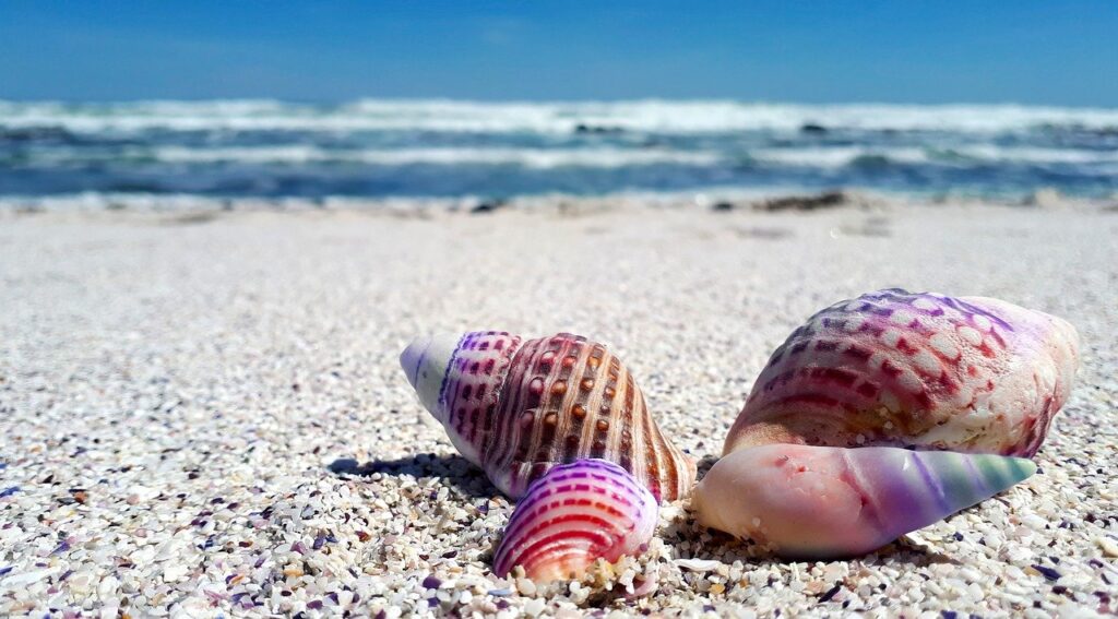 seashell, shell, shells
